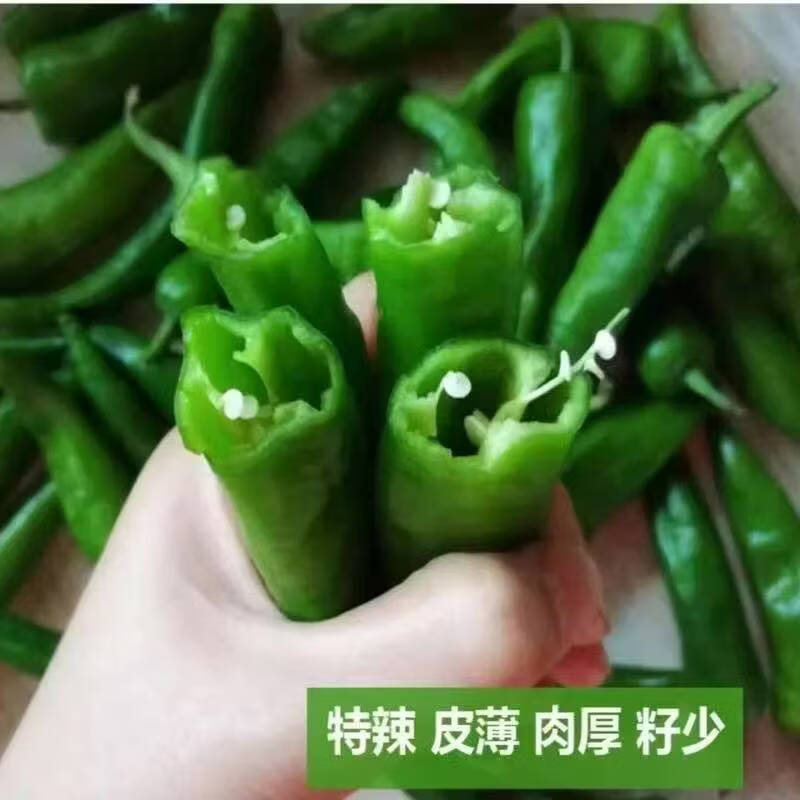 特辣辣椒苗 超辣辣妹辣椒苗100颗（带土发货）