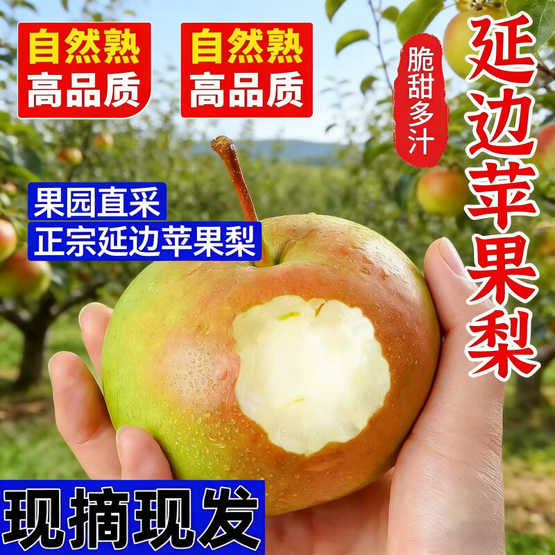 现摘现发一整箱10斤正宗延边苹果梨当季现摘现发皮薄肉厚新鲜 约带箱10斤（净重8.5斤起）