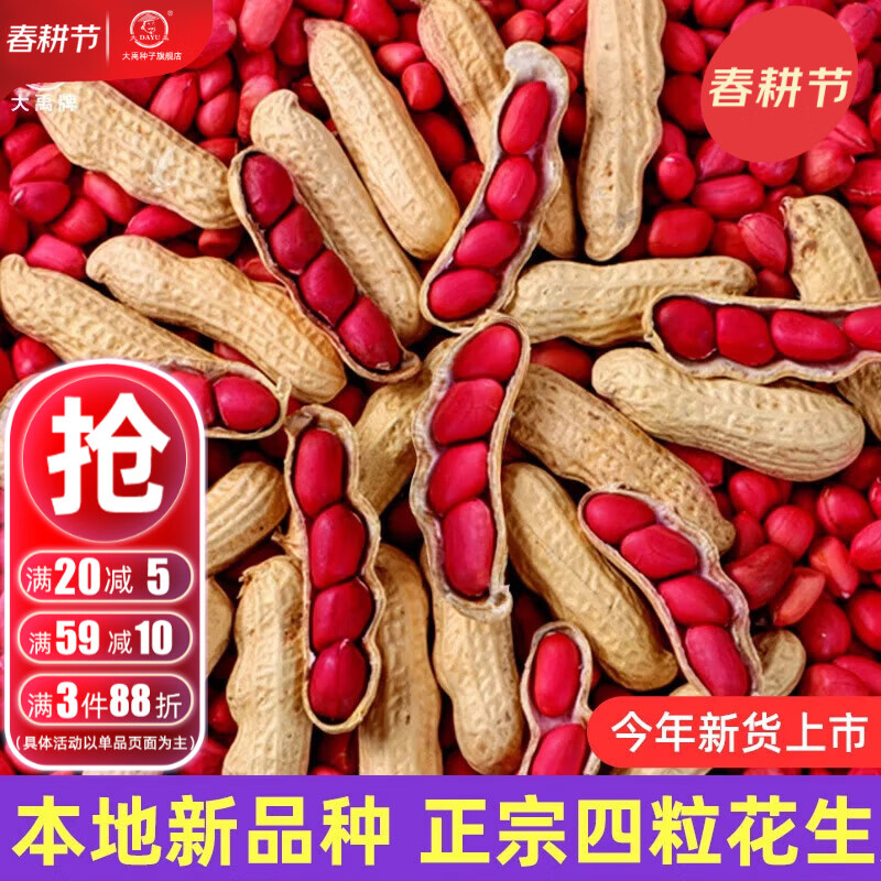 大禹花生种子原种新品种红皮产高农科院黑花生种籽批发四粒山东本地 四粒红花生种子 500g 带壳