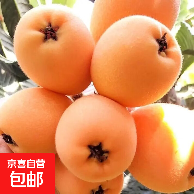 新鲜大五星枇杷云南超甜应季水果整箱冰糖枇杷产地直发 带箱1斤小果20-30克