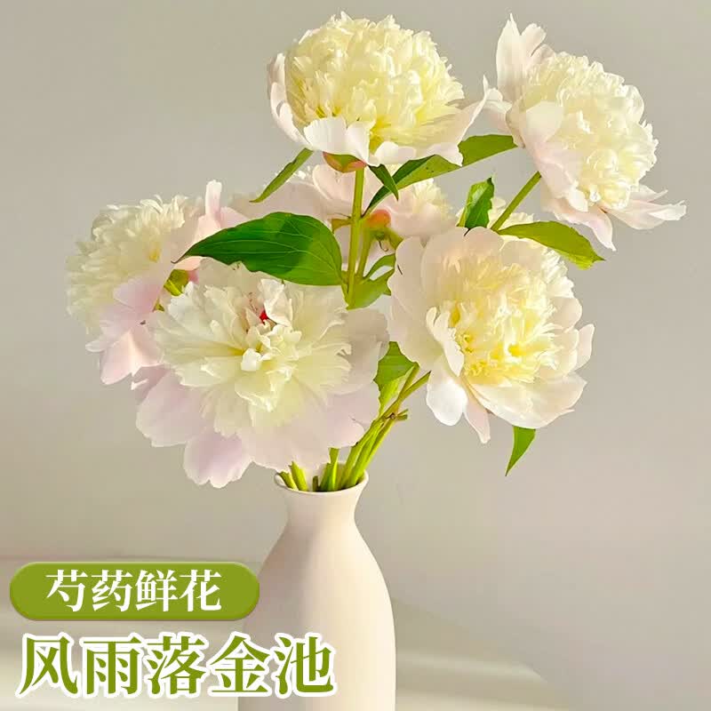 临雅芍药鲜花云南直发落日珊瑚重瓣花束进口山东油画牡丹百合鲜切花卉 5A特级重瓣凤羽落金池*10枝
