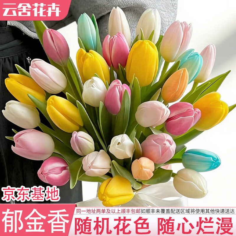 云舍花卉京东基地郁金香鲜花斗南基地直发水培室内办公室家居送礼节日花束 【10枝】京东基地随机单色郁金香 【同一地址两单及以上发顺丰或者其他空运】