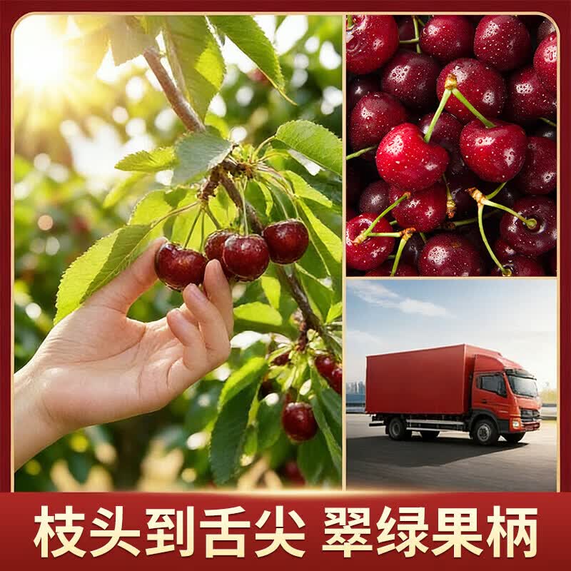 东鲜丰山东樱桃国产大樱桃车厘子【JD多地次日达】新鲜现摘脆甜多汁 3斤(净重) 精品果 单果20-26mm