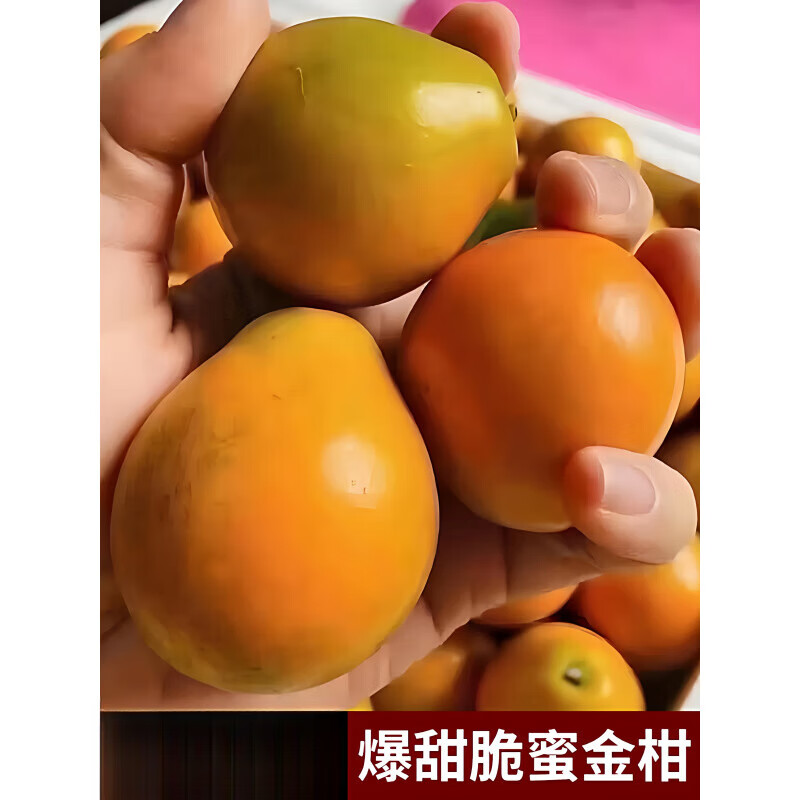 广西融安脆皮金桔脆蜜金柑第三代纯甜 1.5斤 脆蜜金柑 1A 每斤22-26个 (礼盒装)5