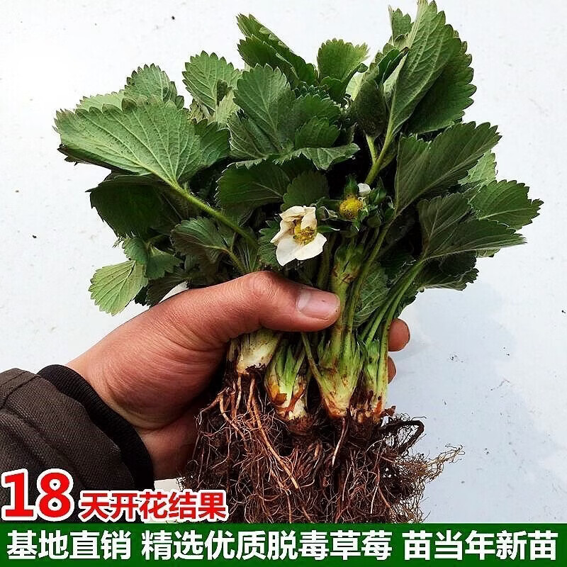 清洁Yyn 四季奶油大草莓(高产苗) 5颗装