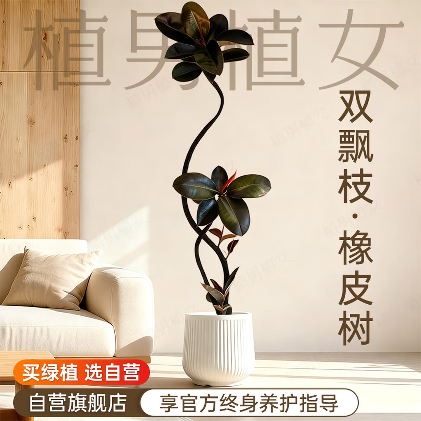 【9折】植男植女造型黑金刚橡皮树真大型盆栽客厅室内绿植1.4-1.6聚宝盆源头直发https://u.jd.com/F6IHUma----多半有货 | 下1件最优到手单价：149 -> 【136.87】