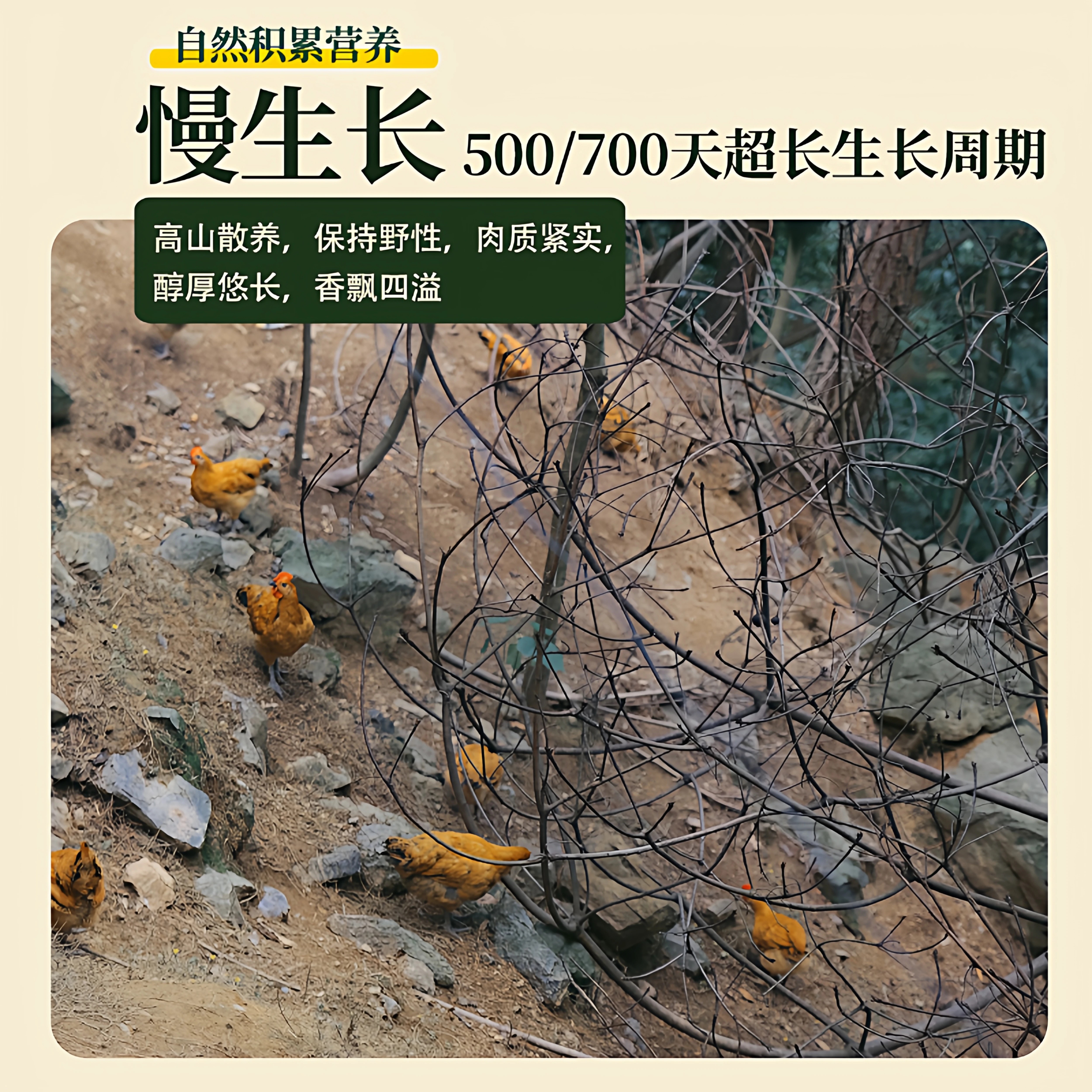 资丘飞鸡生态散养飞鸡资丘飞鸡700天现杀走地鸡孕妇炖汤土鸡老母鸡家养 资丘飞鸡蛋24枚礼盒装限量售卖