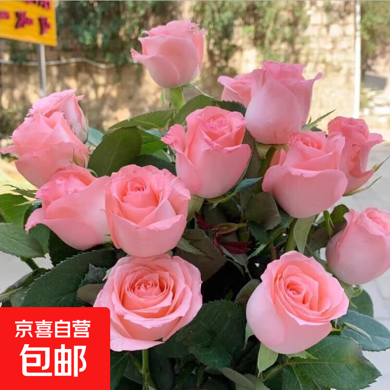 【云南】昆明玫瑰花苗老桩当年开花大花浓香月季老根花卉绿植盆栽 32戴安娜（老桩苗四季开花）