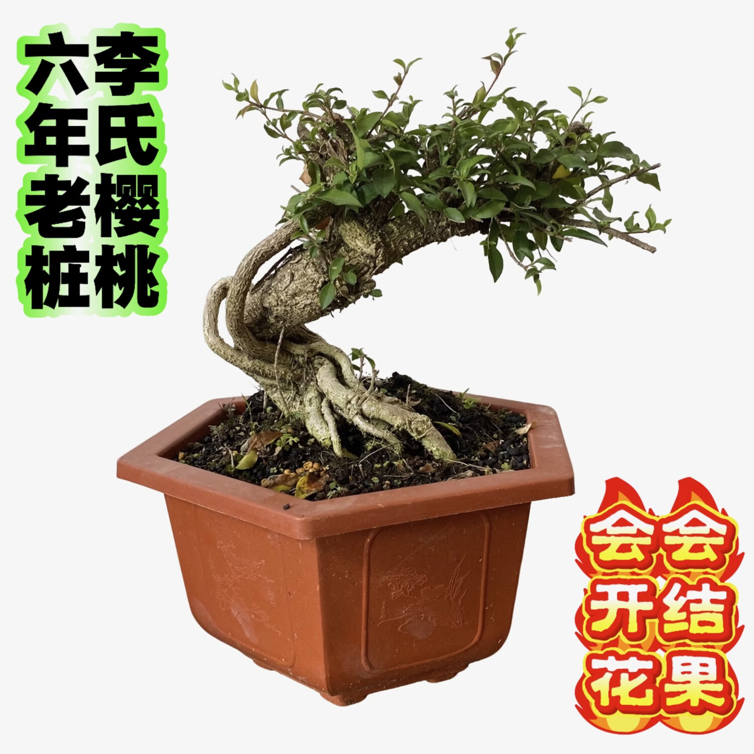 六年台湾李氏樱桃老桩盆栽盆景室内好养绿植清新空气观花观果提根 大杜鹃盆六年老桩提根造型