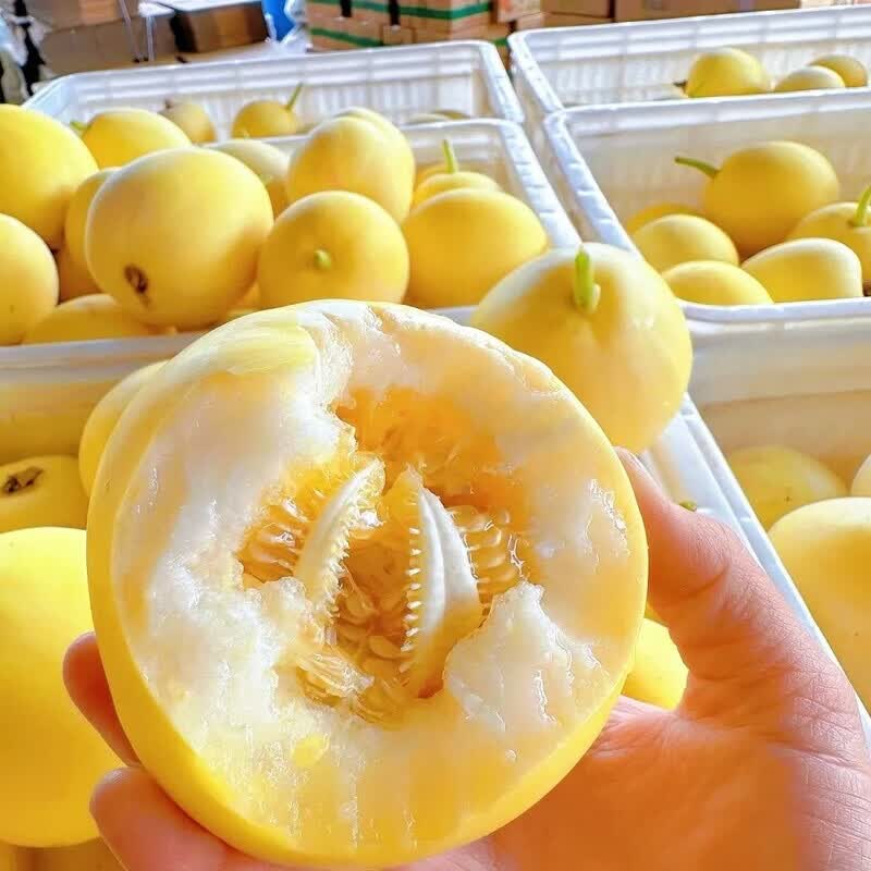 机林有果正宗山东小蜜蜂甜瓜星甜20蜜罐甜瓜新鲜水果香瓜脆黄金瓜爆甜大果 净重3斤中果【单果150-200g】