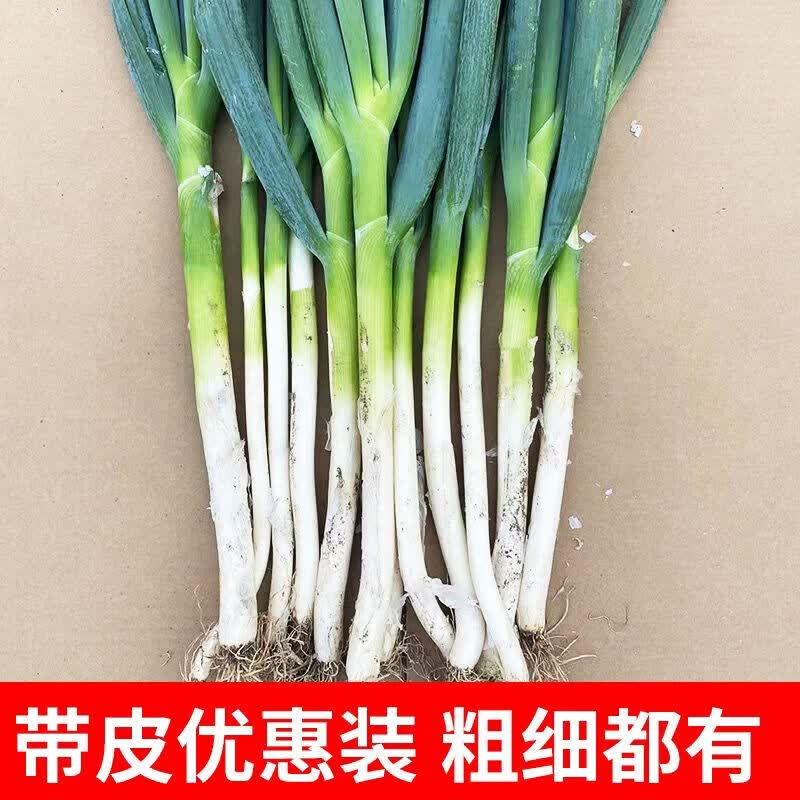 山东铁杆大葱10斤一捆批发5斤新鲜蔬菜大葱3斤现挖1斤 葱白长度25 葱白长度25cm起 【去皮】去半叶【优惠装】5斤净重