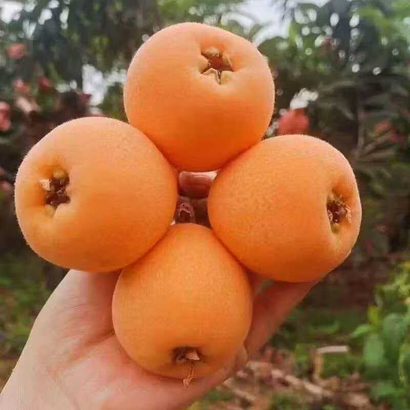 贵州高山枇杷新鲜应季水果枇杷新摘自然熟枇杷整箱直发坏果包赔 贵州高山枇杷 1斤净重小果20-30g（试吃装）