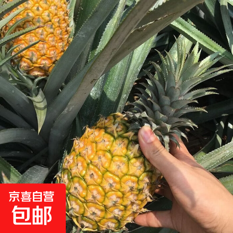 【不管青黄收到可即食】徐闻香水菠萝 又香又甜 当季水果 菠萝 【拳头大小】1个装单果400g起
