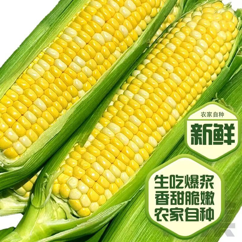 果食鲜丰云南水果玉米 金银水果甜玉米当季生鲜新鲜蔬菜现摘现发玉米代餐 净重4.5斤【手工甄选】