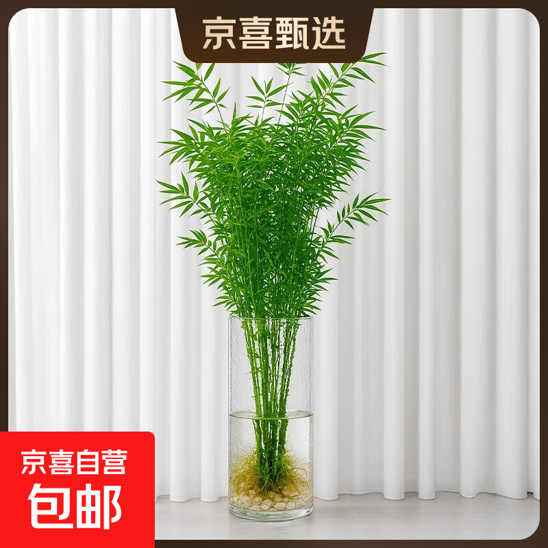 水培植物富贵竹天堂鸟白掌鸭脚木室内米竹子绿植花卉办公桌面好养 20颗米竹35-45cm+营养液【不含盆】 无规格