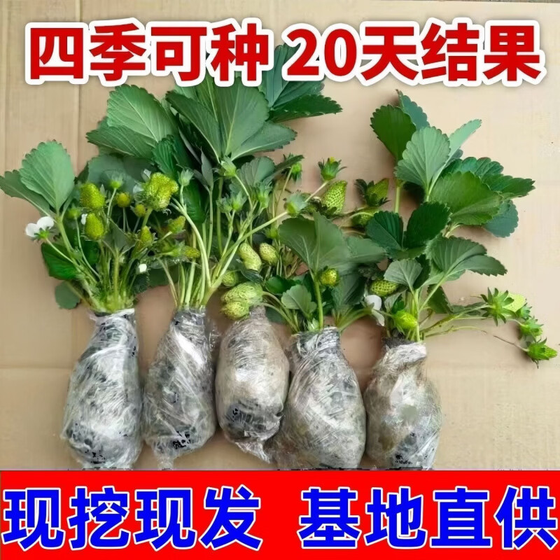 清洁Yyn 四季奶油大草莓(高产苗) 5颗装