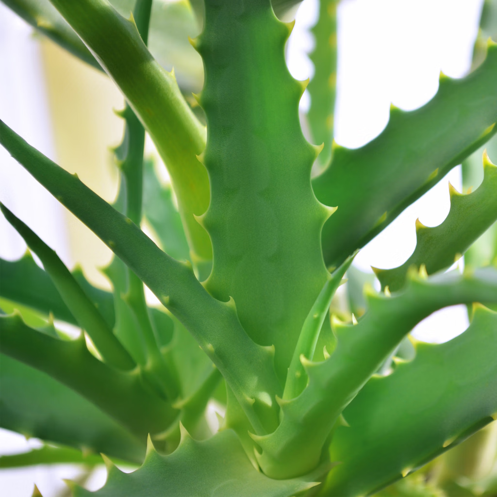 木立芦荟龙爪菊盆栽可药用 鲜新叶片苗老桩室内绿植多肉植物花卉 10年 药用老叶片 8片左右/斤