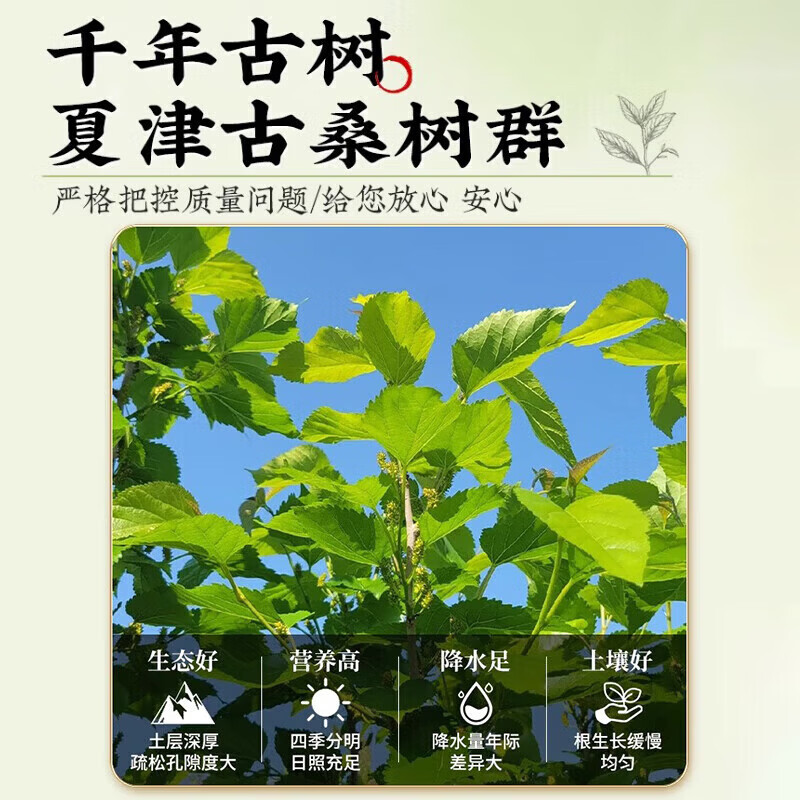 同仁堂(TRT)正宗特级胖东来代购新鲜桑叶茶霜打过的干桑叶霜后茶泡水的养生茶 特级桑叶茶 150g*4罐 干净无杂