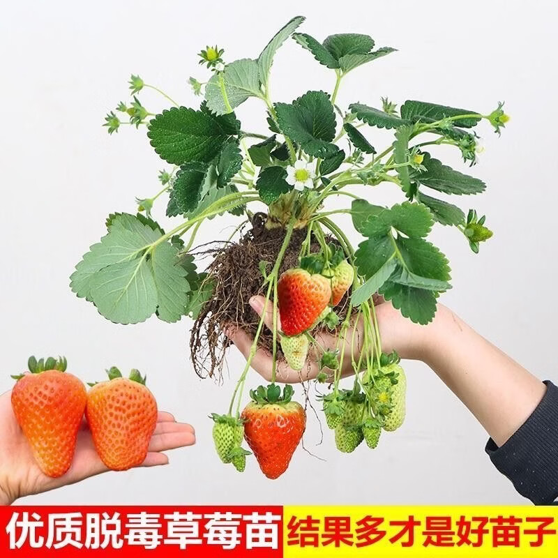 清洁Yyn 四季奶油大草莓(高产苗) 5颗装