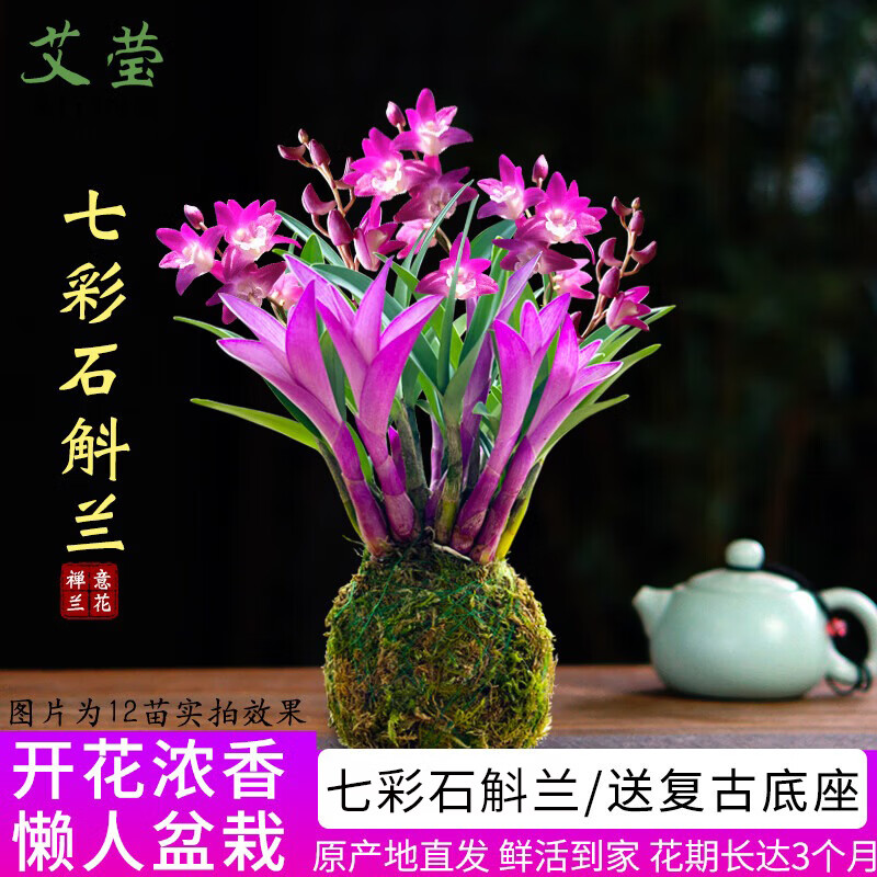 艾莹冬带花七彩香水石斛兰花四季好养绿植浓香型石斛兰花苗桌面盆栽 3苗七彩石斛当年开花 没叶艺 懒人盆