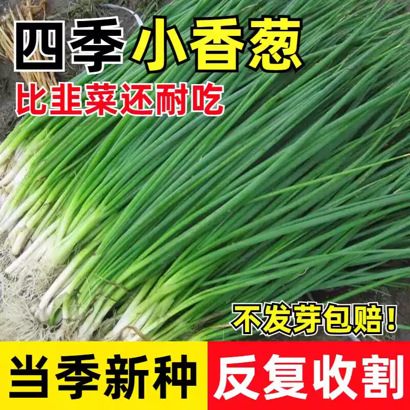 小葱种子 小葱种子1包-700粒
