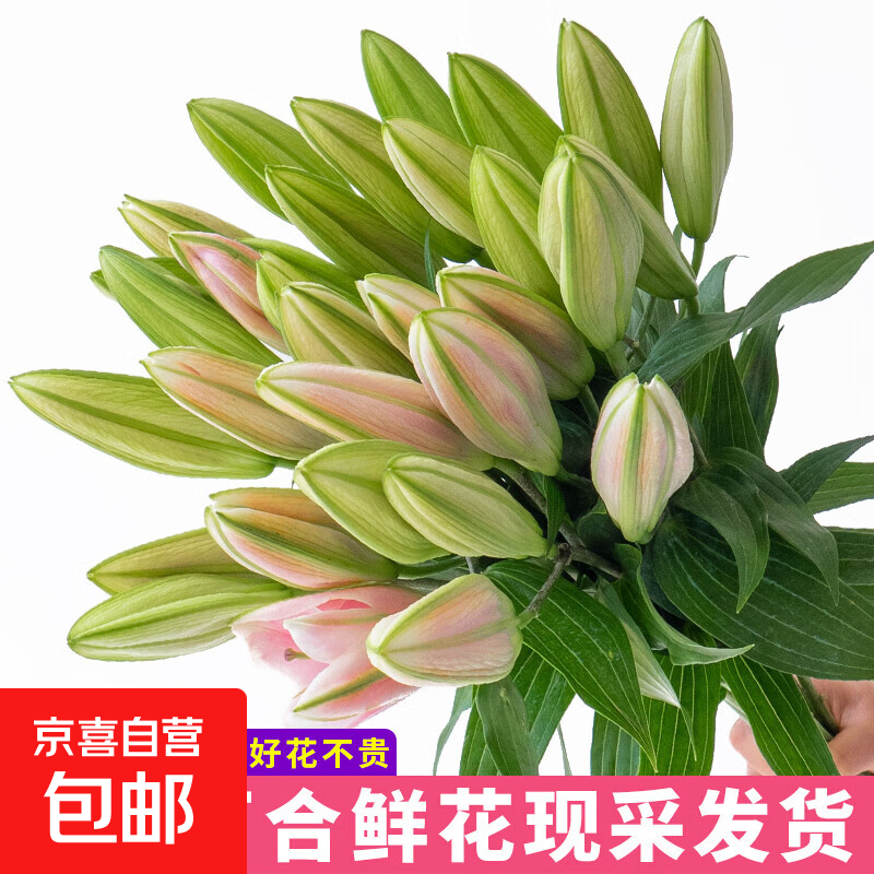 3-8妇女节随机色康乃馨10枝女神节鲜花生活鲜花昆明鲜花直发2 随机色百合10朵（3-4枝）