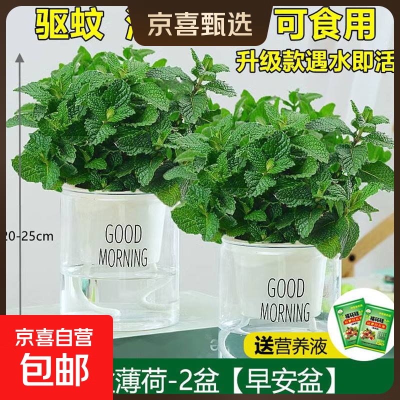 柠檬薄荷盆栽可食用迷迭香薄荷叶苗驱蚊草水培好养花卉室内绿植物 【2盆】中盆薄荷(早安盆)+2营养液 含盆