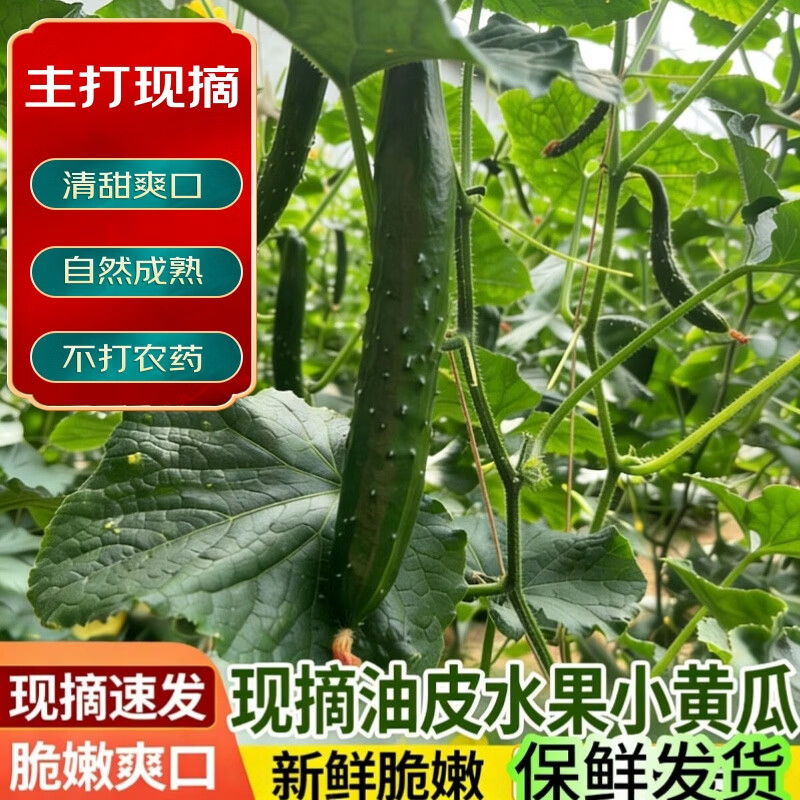 精选水果当季黄瓜农家应季现摘蔬菜新鲜水果黄瓜爽口绿心脆甜减脂 现摘精选品质 5斤 净重