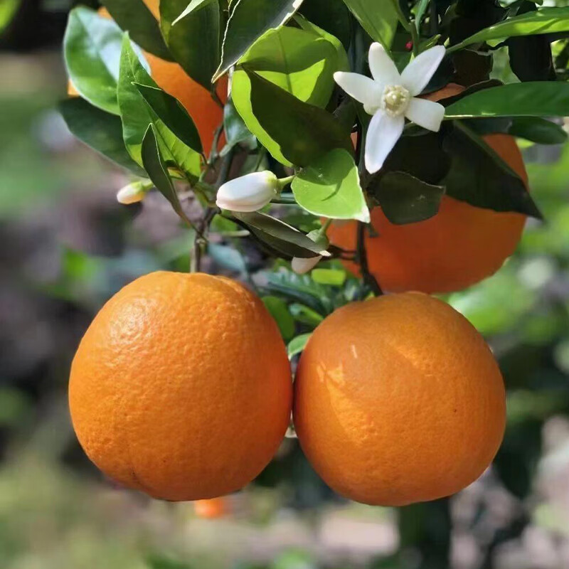 薏品甄鲜湖北伦晚脐橙 新鲜应季水果 香甜多汁 春橙整箱装 净重4.5斤【果径60-70mm】