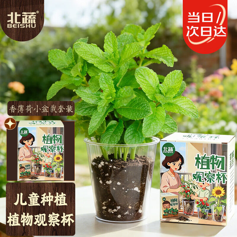 北蔬香薄荷种子幼儿园儿童种植绿植小盆栽 儿童香薄荷小盆栽(观察杯)
