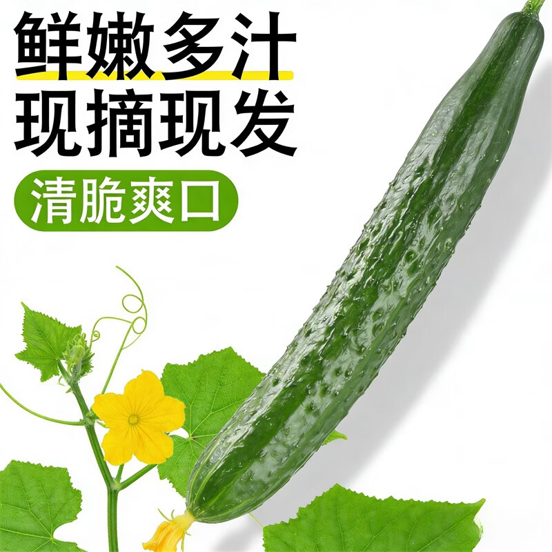 精选水果当季黄瓜农家应季现摘蔬菜新鲜水果黄瓜爽口绿心脆甜减脂 现摘精选品质  5斤 净重 京东折扣/优惠券