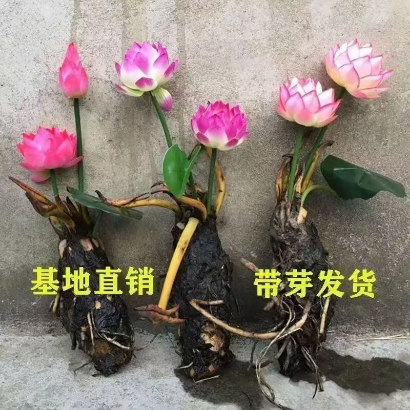 睡莲水培植物四季水养莲花苗耐寒大睡莲根块荷花睡莲苗带花苞发货 睡莲盲盒【1棵】当年开花