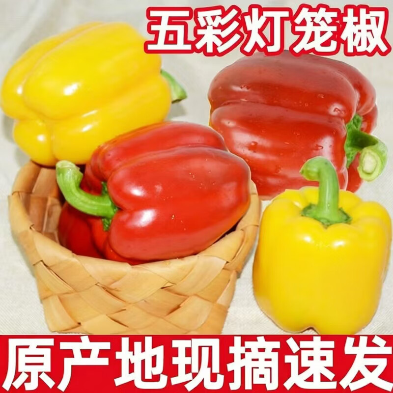 山东寿光蔬菜之乡代餐低脂水果彩椒五彩椒原产地直发红黄双拼 带箱2斤红黄