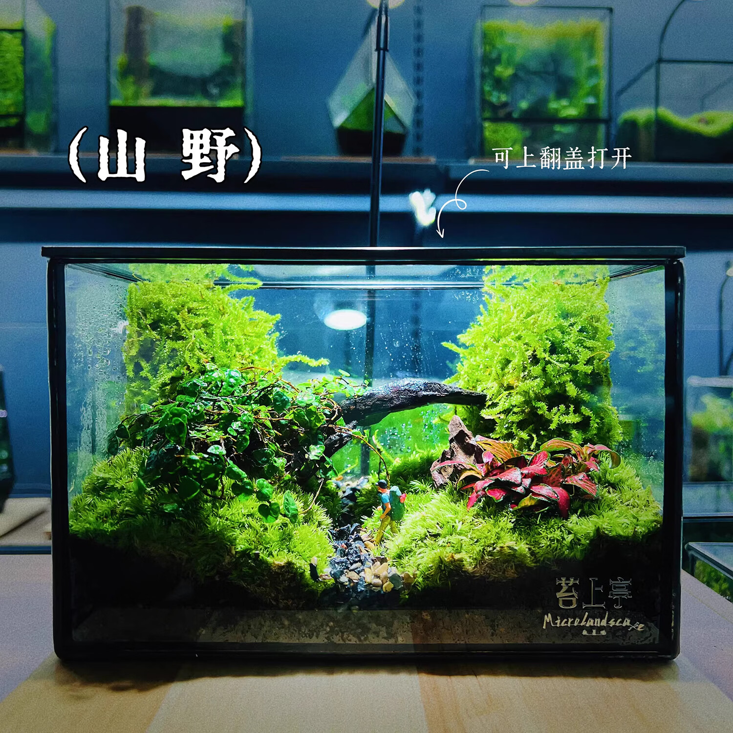 封茗网红趣味桌面绿植摆件苔藓微景观生态缸懒人养护生态闷养盒创意 【山间】