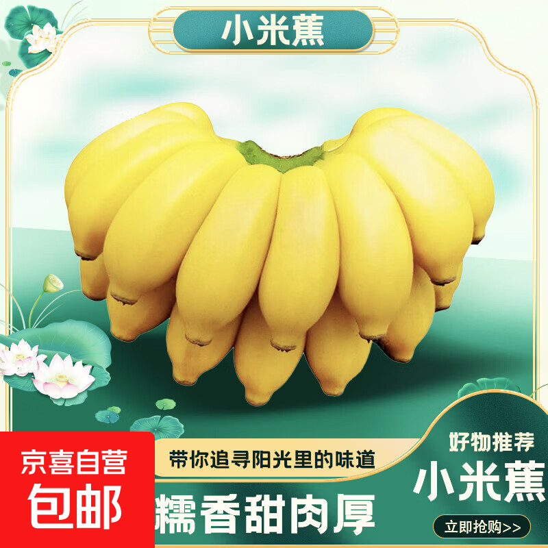 京喜加正宗小米蕉现摘当季新鲜水果酸甜可口皮薄鸡蕉小香蕉整箱批发 小米蕉带箱3斤