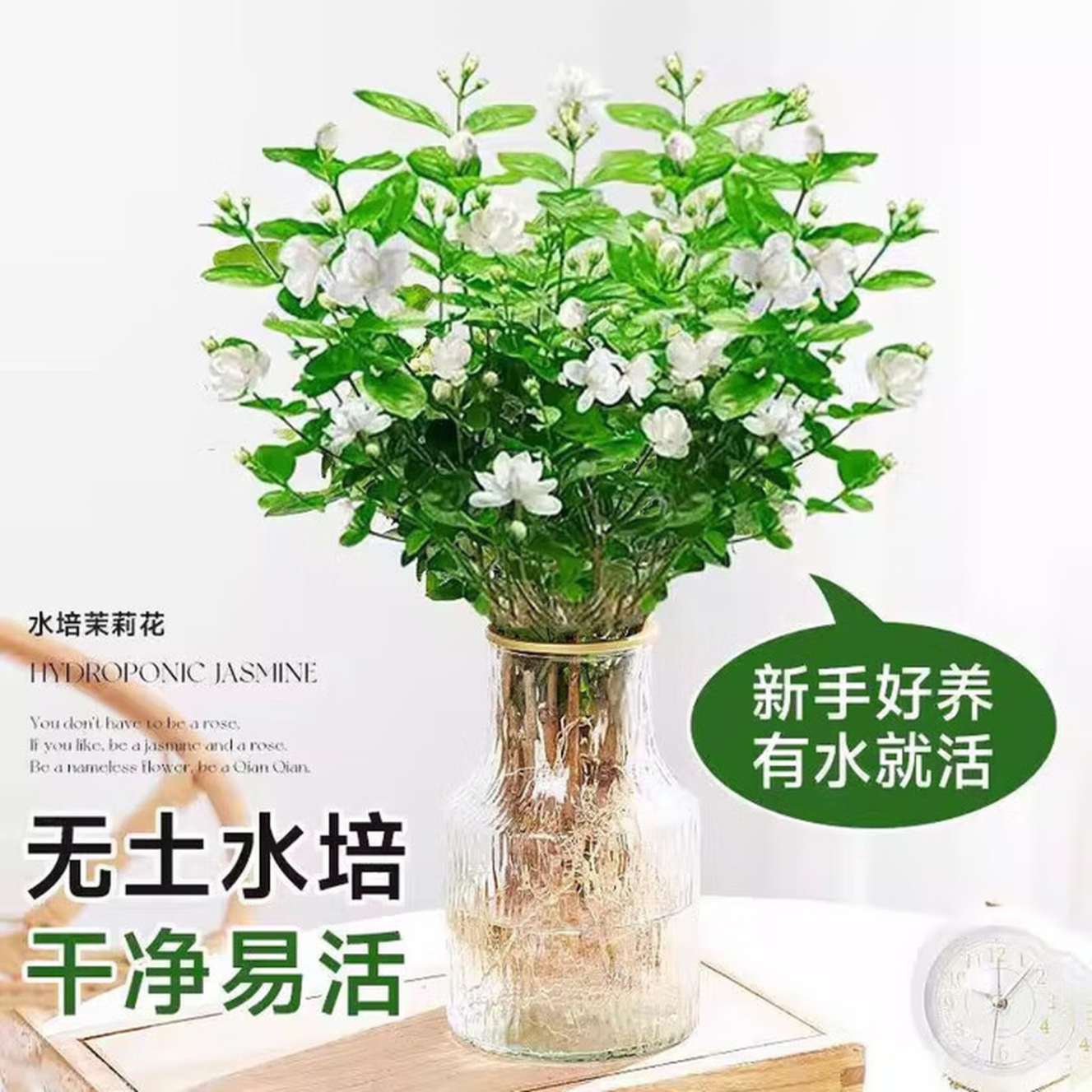 水培茉莉花盆栽好养驱蚊绿植浓香室内水培驱蚊四季植物水培茉莉 三颗
