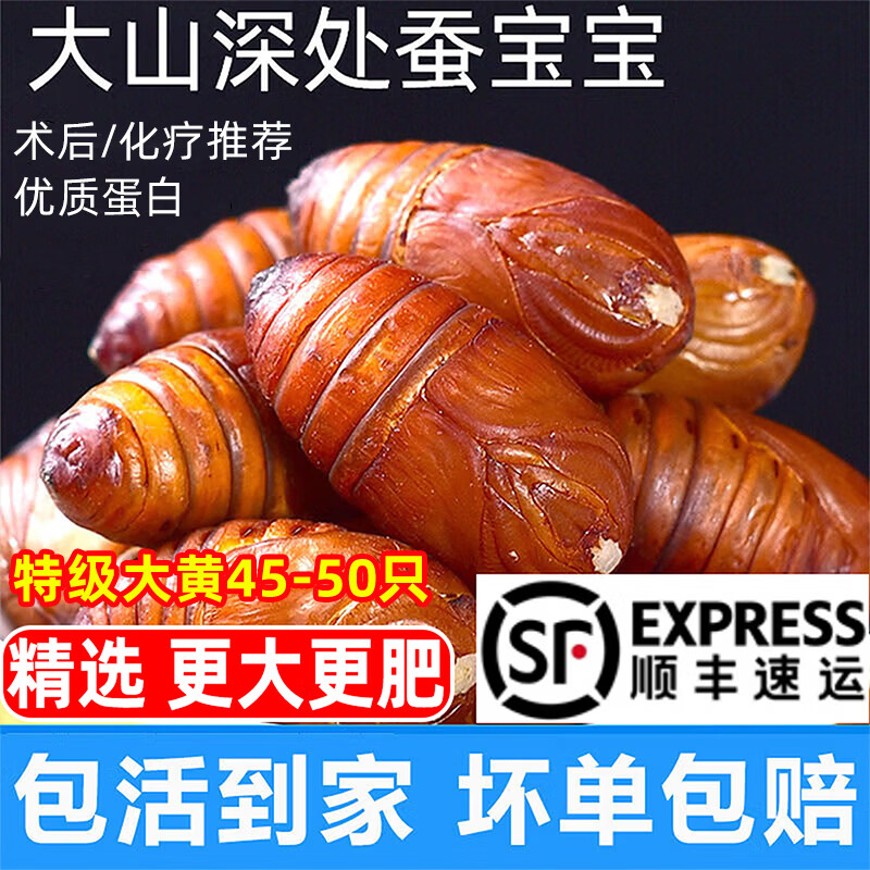 辽梦柞蚕蛹鲜活发货东北特产 新鲜茧蛹特级大黄蚕蛹黑蝉蛹活A级蚕蛹 一级大黄丨4-5厘米净重【500g】约46只左右