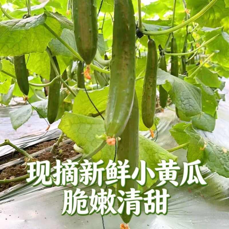 农家种植绿黄瓜爽口脆甜苏北新鲜当季现摘生吃水果小黄瓜减脂简餐 当日采摘 5斤 净重