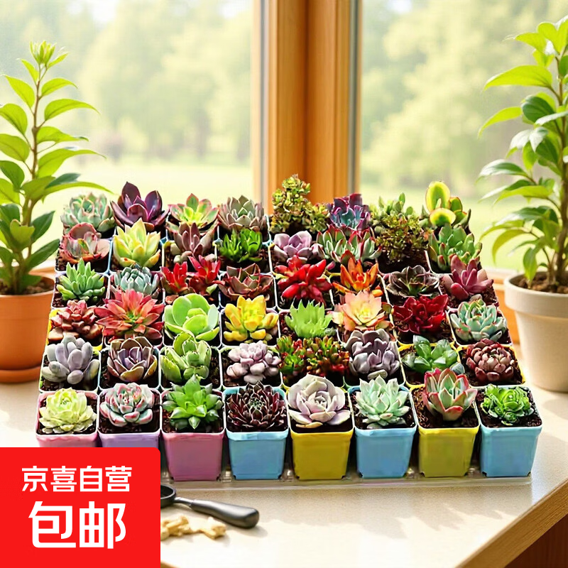 随机多肉植物盆栽室内桌面萌肉新手好养绿植多款混发带盆土 随机多肉1个（带盆土）