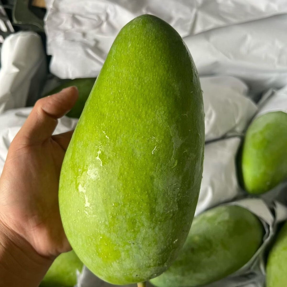 果原力广西生吃脆甜大青芒果生熟两吃水果甜心芒果生吃 大青芒(单果600g+) 净重5斤