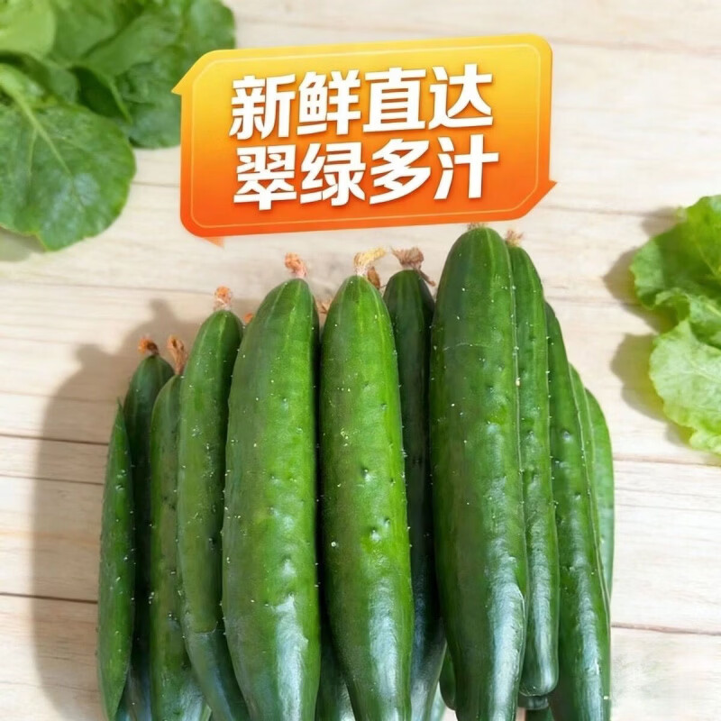 农家种植绿黄瓜爽口脆甜苏北新鲜当季现摘生吃水果小黄瓜减脂简餐 当日采摘 5斤 净重