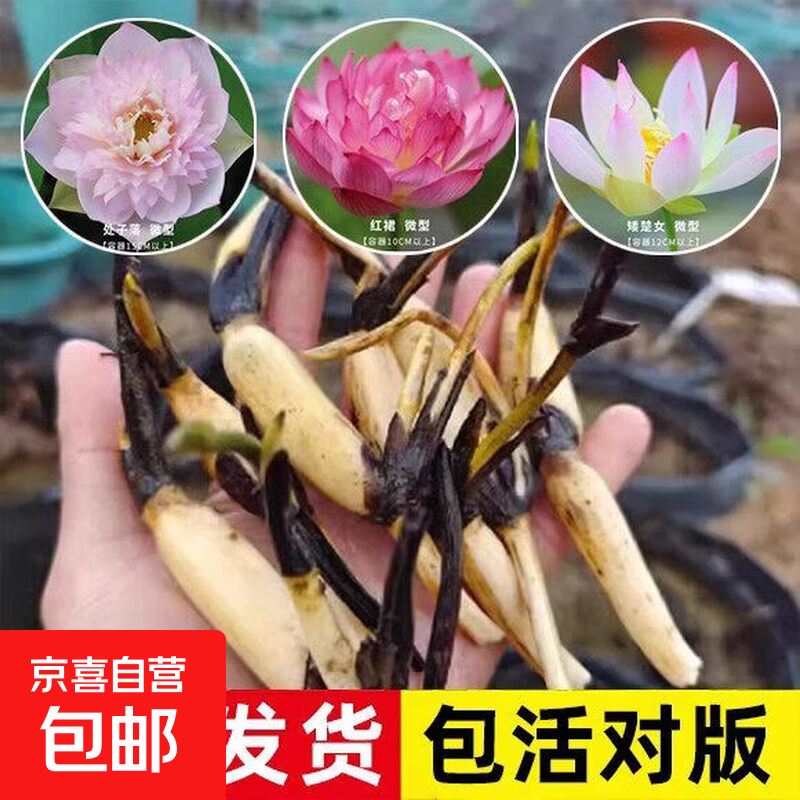 С���� ������ź�� ΢��С�ɻ� ˮ���߲�ˮ��ֲ�� ��ѿ ������    0.84Ԫ