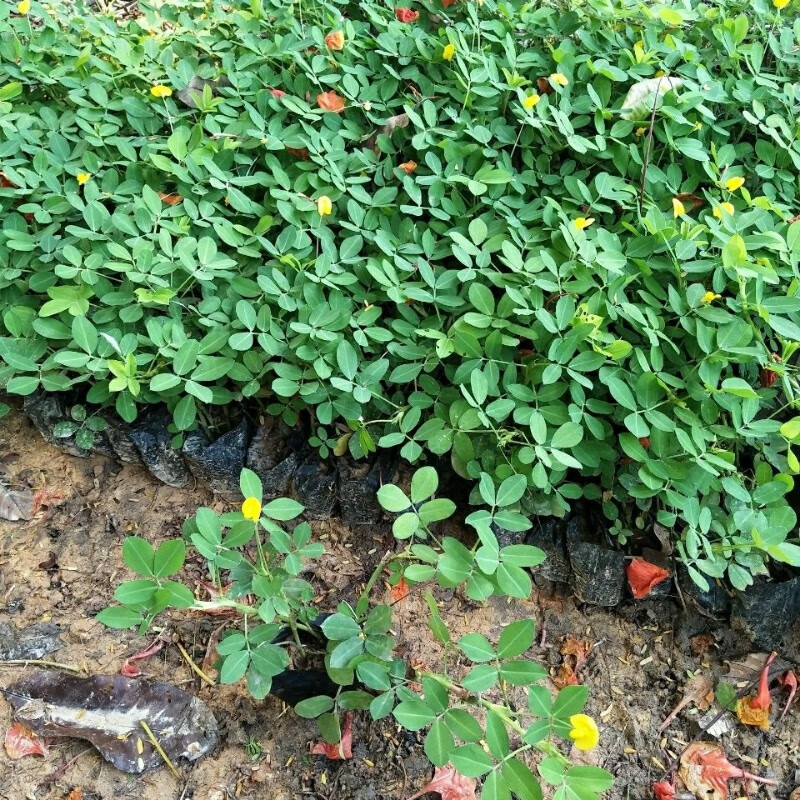 花生花 土豆花苗 蔓花生 遍地黄金绿化袋苗  庭院花苗盆栽植物 三颗