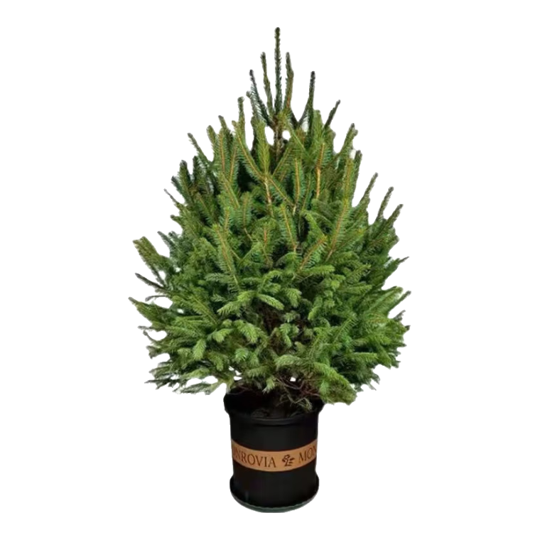 文竹盆栽绿植花卉盆景植物室内客厅水培文松云竹文竹大苗四季常青 文竹【1颗】原盆原土球发货 高度15-25cm