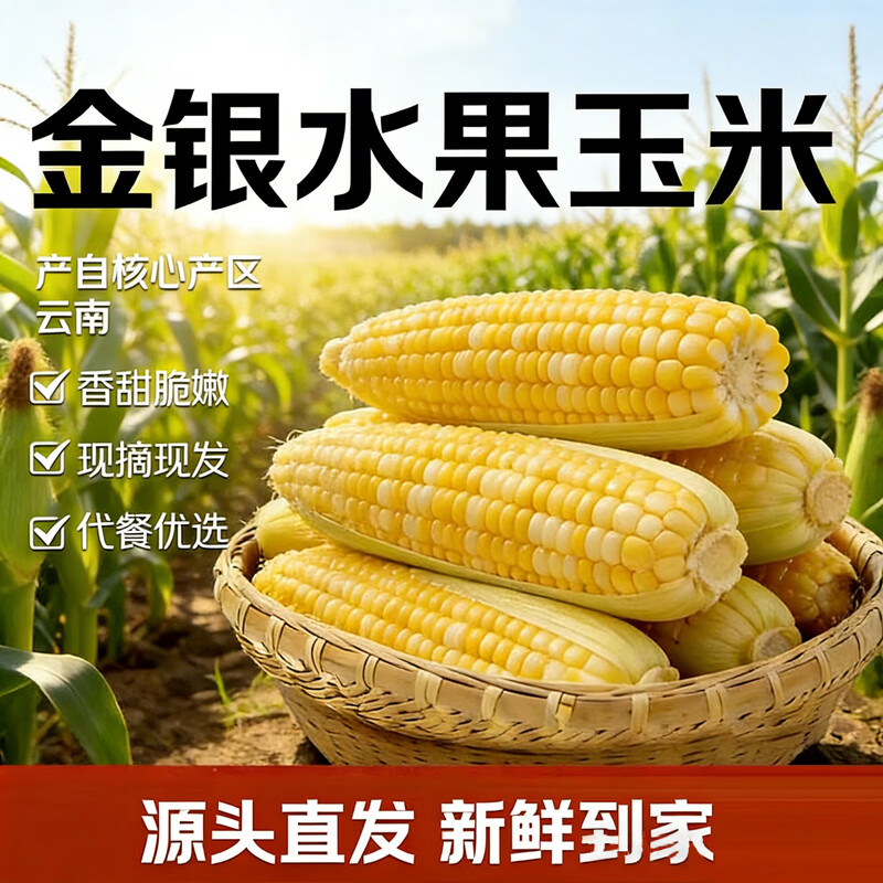 果食鲜丰云南水果玉米 金银水果甜玉米当季生鲜新鲜蔬菜现摘现发玉米代餐 净重4.5斤【手工甄选】