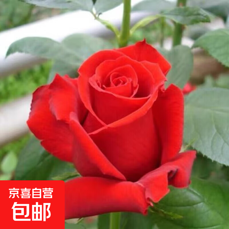 【云南】昆明玫瑰花苗老桩当年开花大花浓香月季老根花卉绿植盆栽 2红玫瑰（老桩苗四季开花）