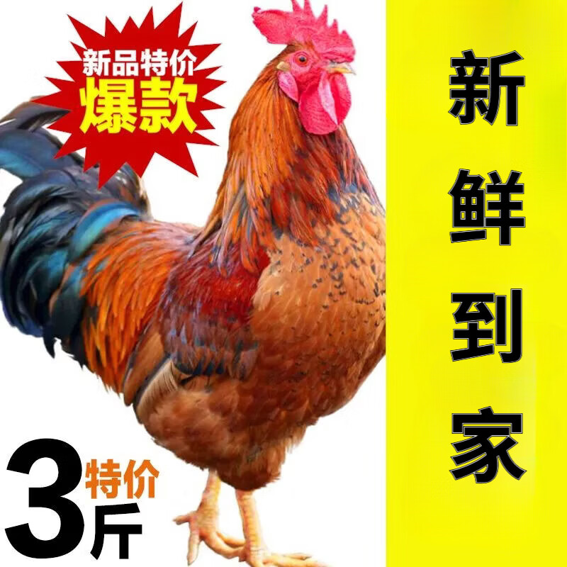 京东/顺丰直达正宗公鸡农家散养土鸡走地鸡溜达鸡当年大公鸡批发 公鸡杀后净重6斤