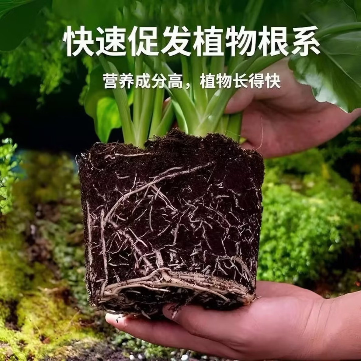 育苗专用土育苗营养土基质土营养杯种蔬菜有机肥料播种用土种植土 十斤