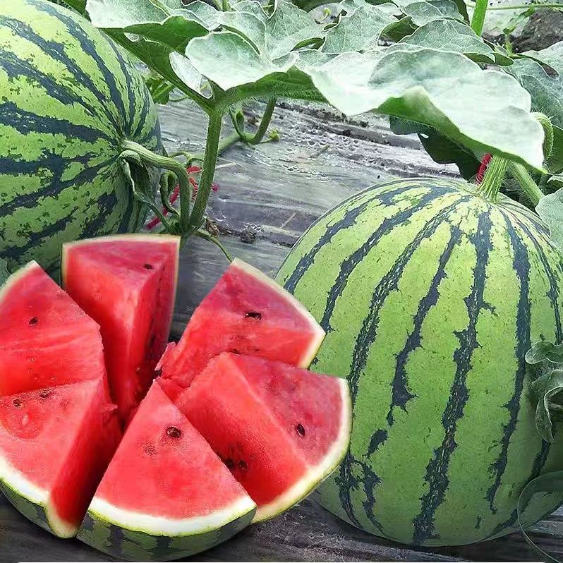 香当阳光【麒麟西瓜】云南西瓜脆甜瓜现摘薄皮美都新鲜泡沫箱发货现摘现发 【实惠超值】4-5斤【一个瓜】 京东折扣/优惠券