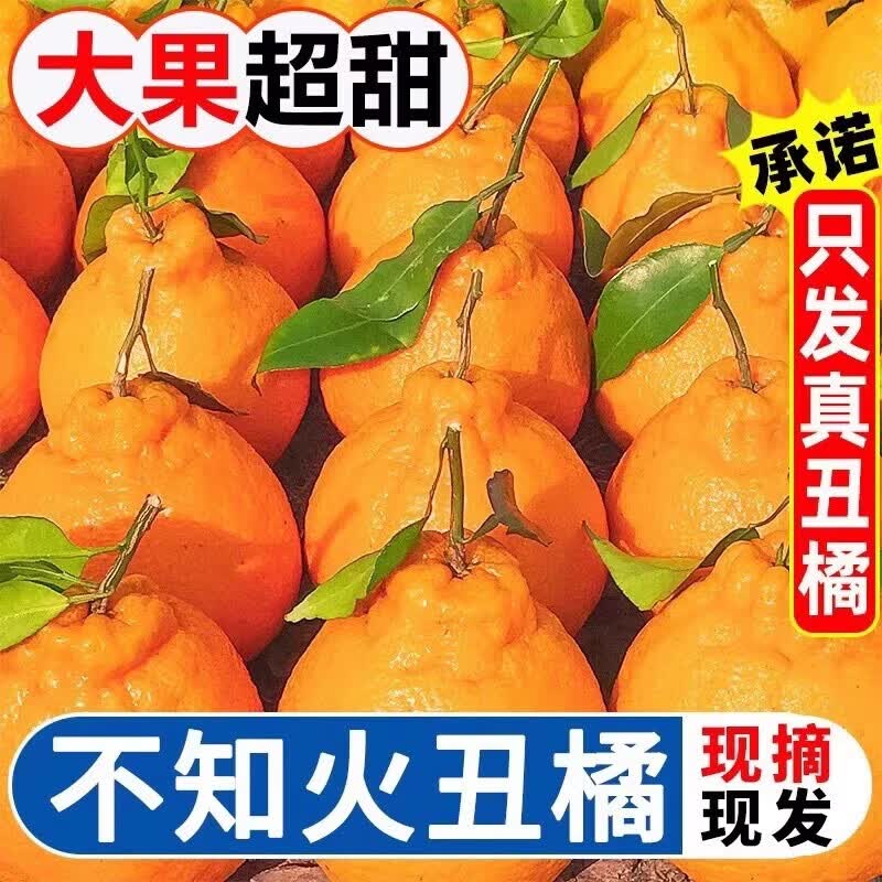 果跃霖四川不知火丑橘手剥柑橘蜜甜耙耙桔子新鲜水果送礼 5斤精品果65-75mm家庭装 净4.5斤